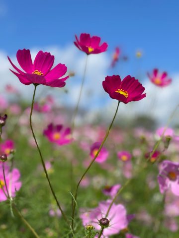 秋桜🌼