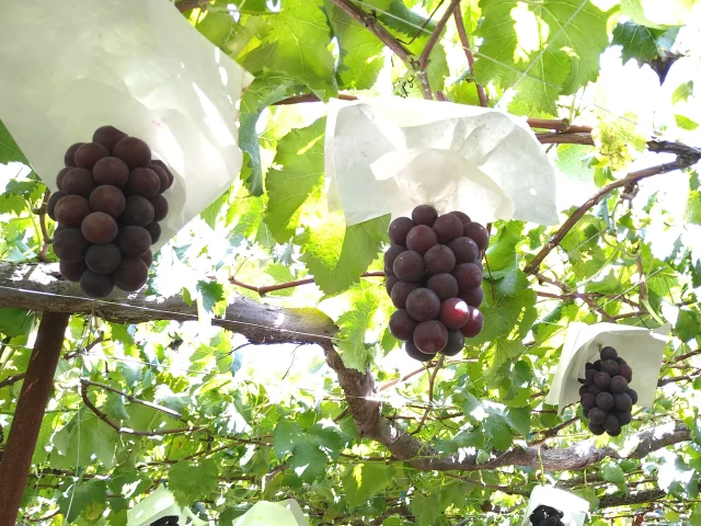 夏らしい頂き物★